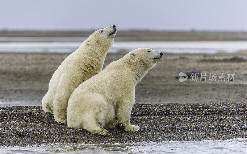 北极熊(Ursus maritimus)是一种土生土长的北极熊，主要生活在北极圈内，包括北冰洋及其周围的海洋和陆地。在巴特岛的海滩上等待着海水结冰以便捕猎海豹